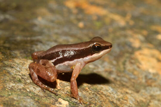 Image of Rocket Frogs