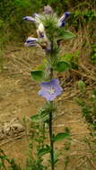 Image of Brazilian dwarf morning-glory