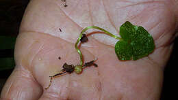 Image of Zomicarpa steigeriana Maxim. ex Schott