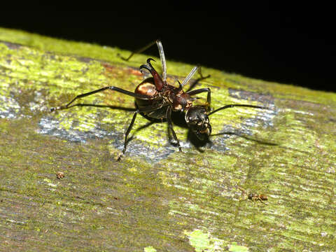 Image de Polyrhachis olybria Forel 1912