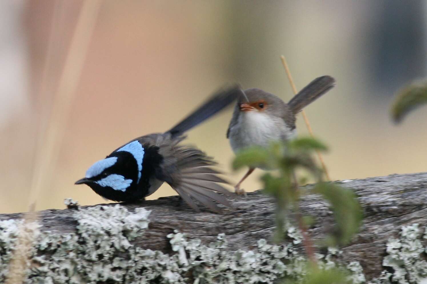 Image of Superb Fairy-wren