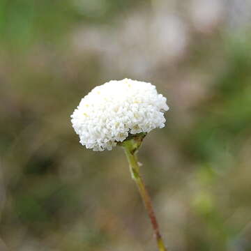 Image of Craspedia alpina Backh