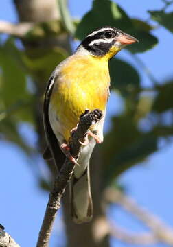 Image of African Golden-breasted Bunting