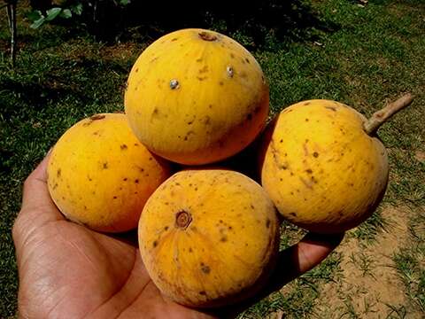 Image of Santol