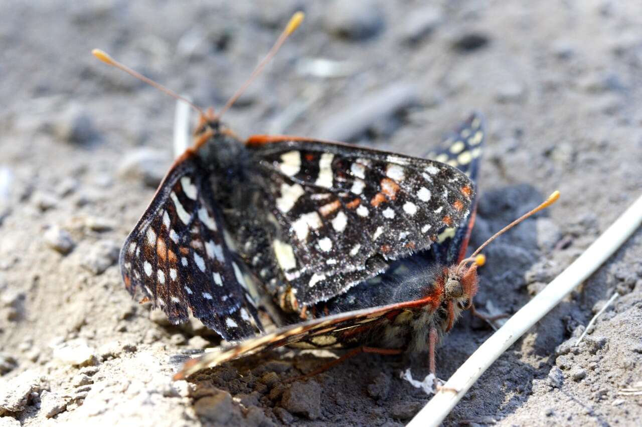 Image of Euphydryas chalcedona