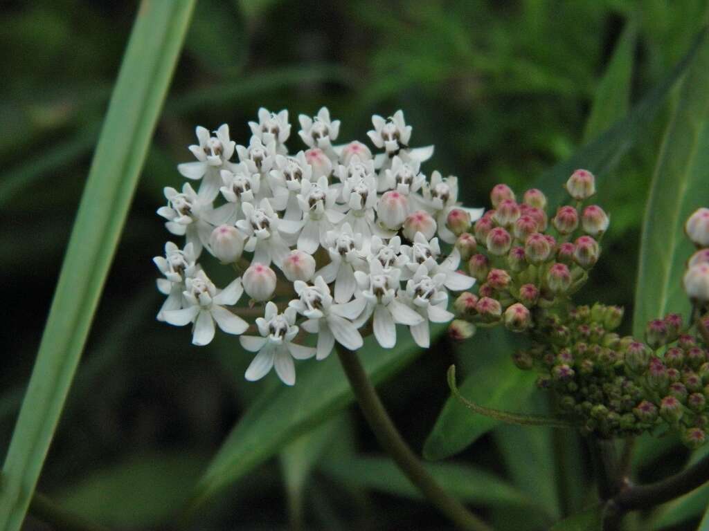 Image of aquatic milkweed