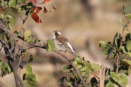 Image of sparrow-weaver