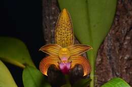 Image of Bulbophyllum claptonense (Rolfe) Rolfe