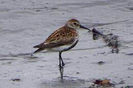 Image of Dunlin