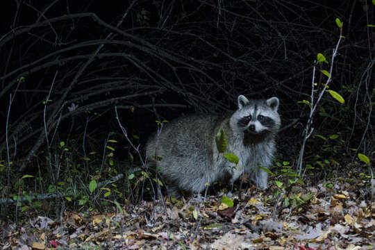 Image of raccoons