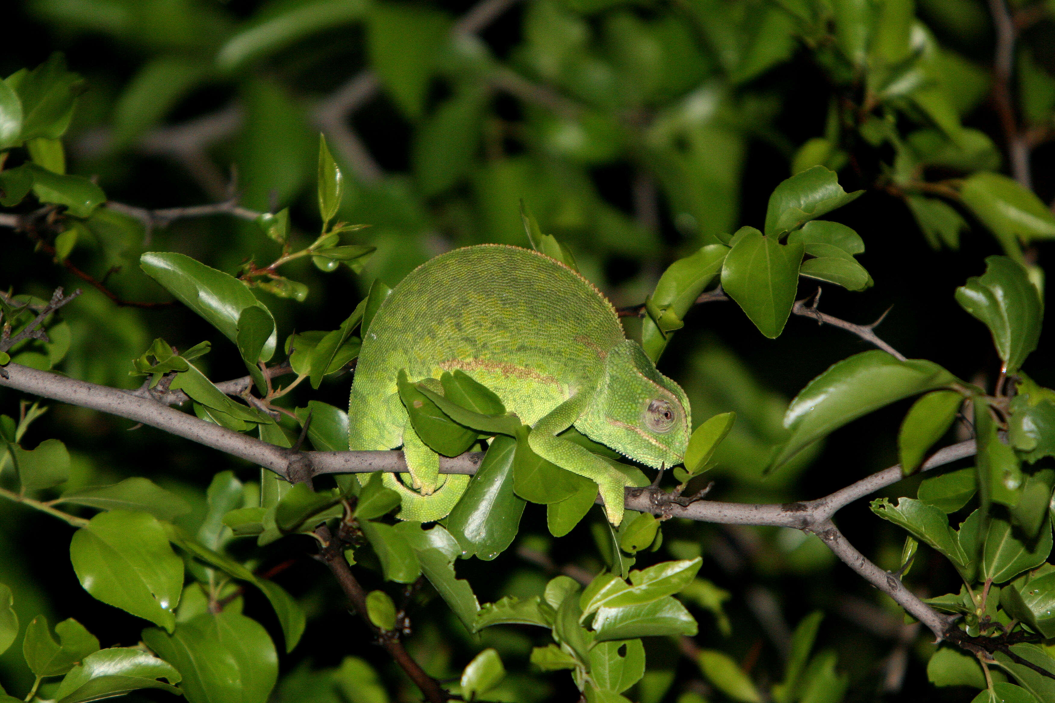 Image of chameleons