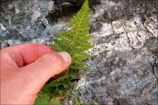 Image of fragile ferns