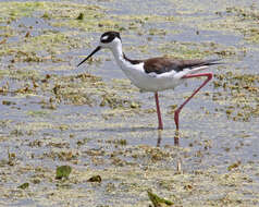 Image of Himantopus Brisson 1760