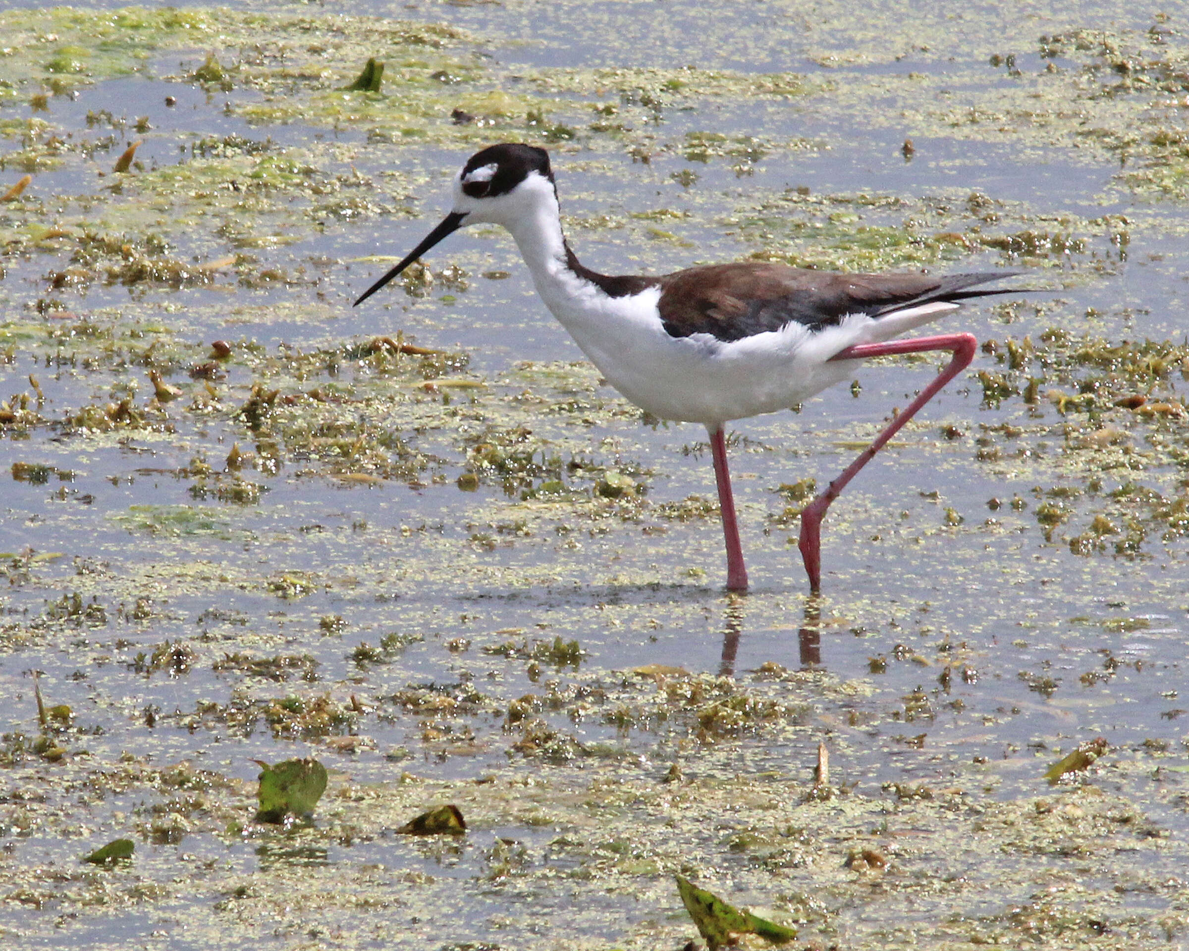 Image of Black-necked Stilt