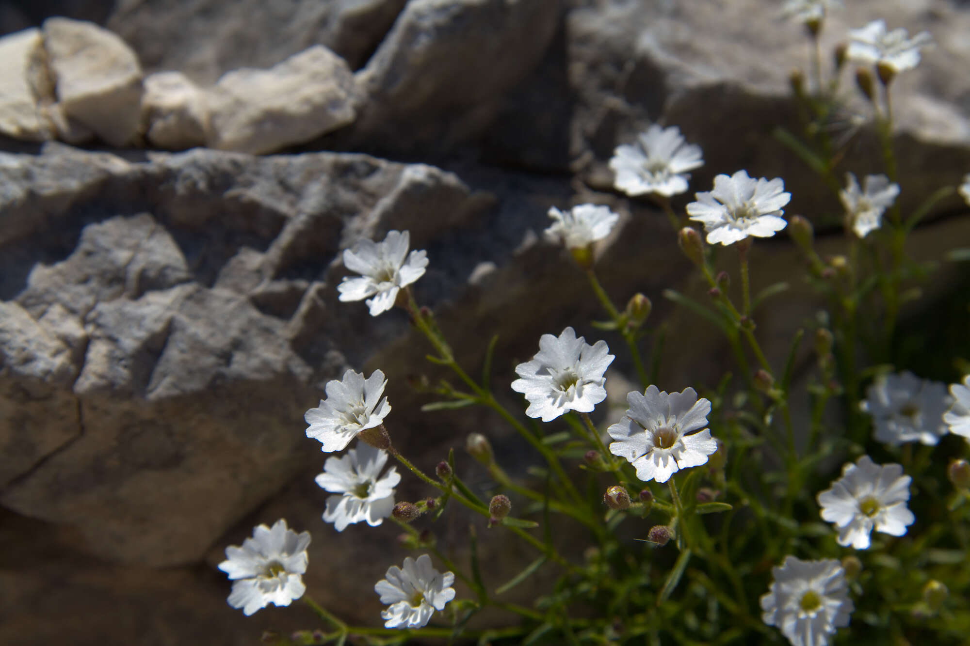 Image of Heliosperma