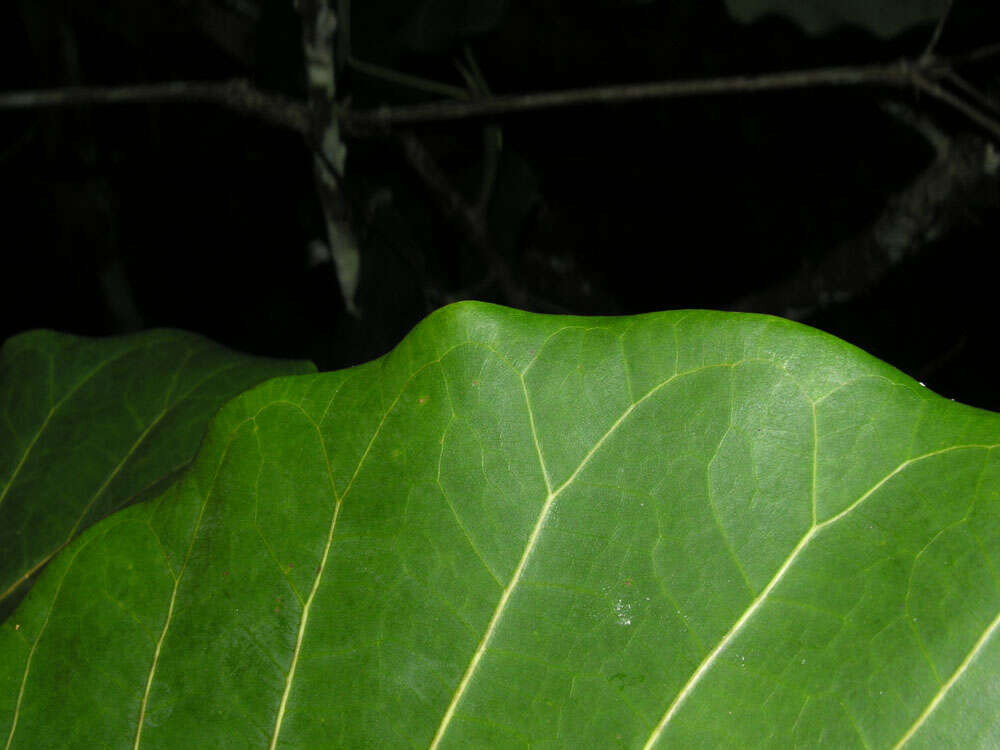 Sivun Ficus nymphaeifolia Mill. kuva