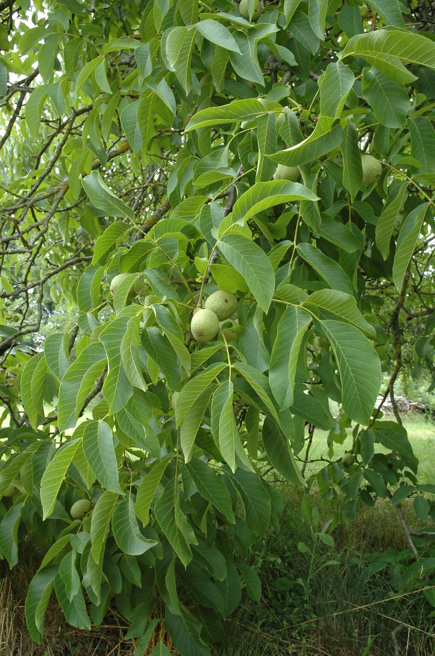 Image of walnut