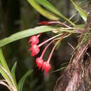 Image de Maxillaria coccinea (Jacq.) L. O. Williams