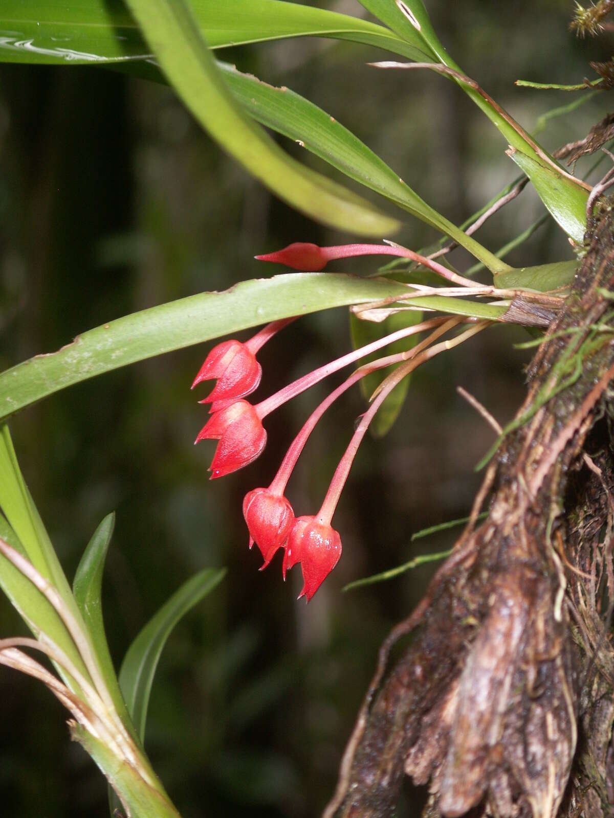 Image of flame orchid