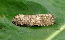 Image of Armyworms