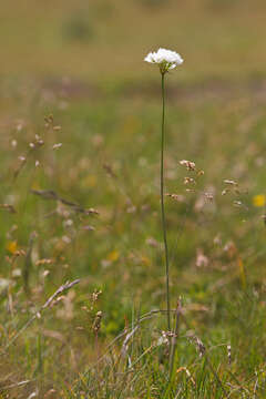 Sivun Allium permixtum Guss. kuva