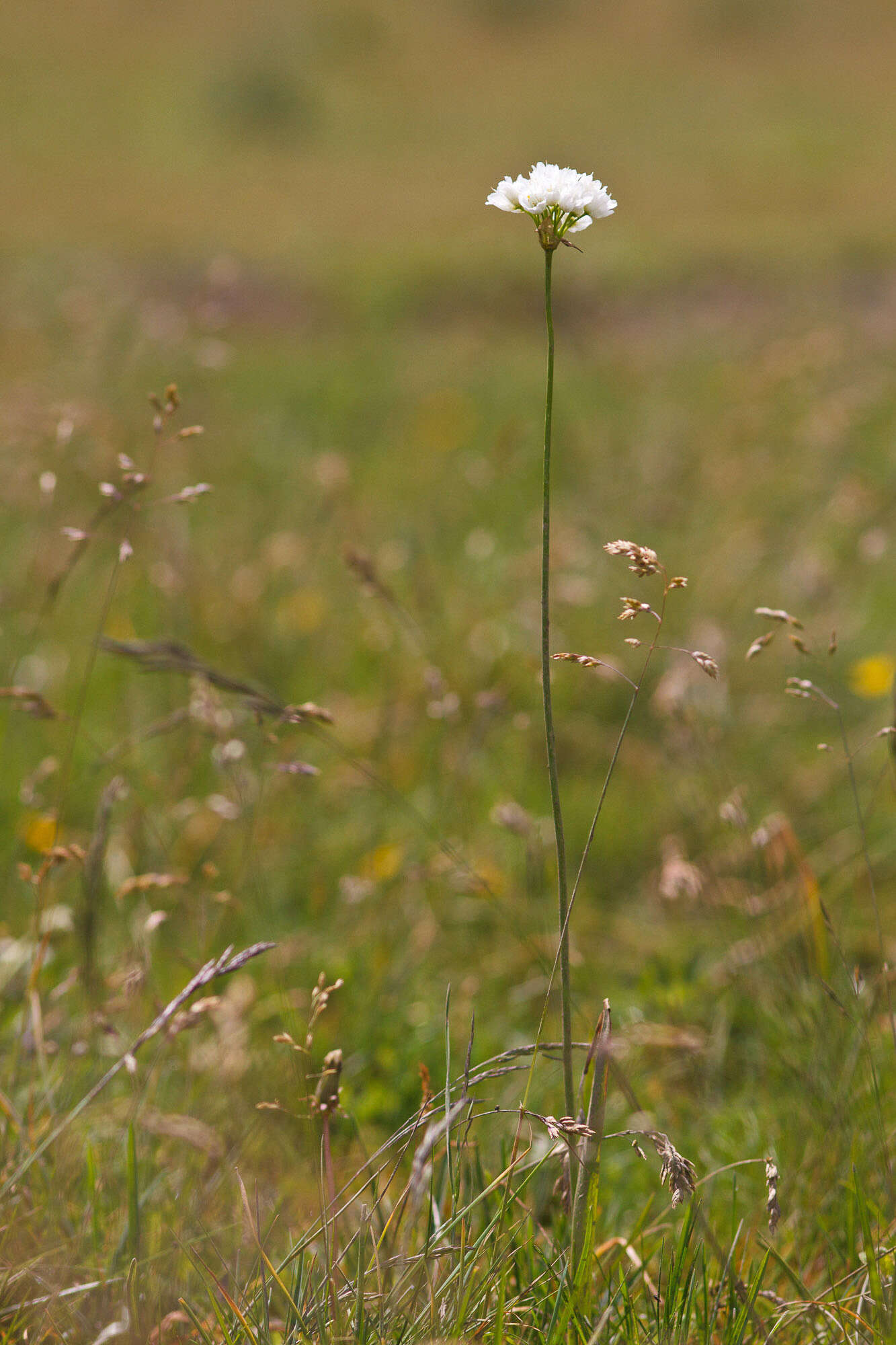 Слика од Allium permixtum Guss.