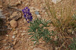 Sivun Lupinus argenteus var. utahensis (S. Watson) Barneby kuva