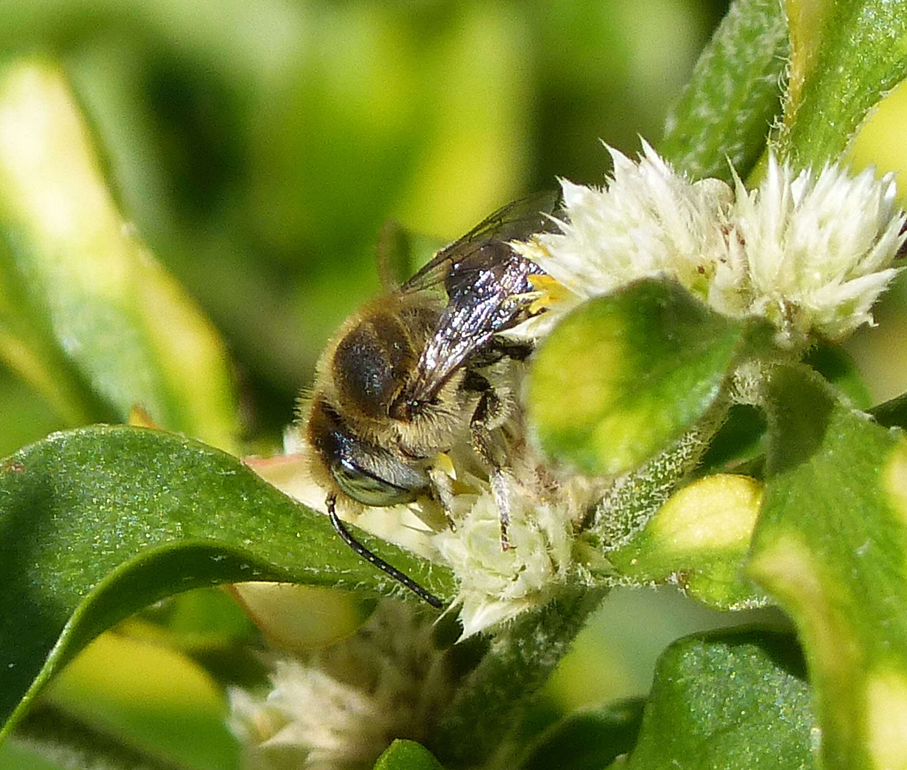 Image of Megachile singularis Cresson 1865