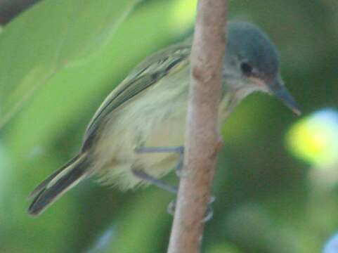 Image of Spotted Tody-Flycatcher