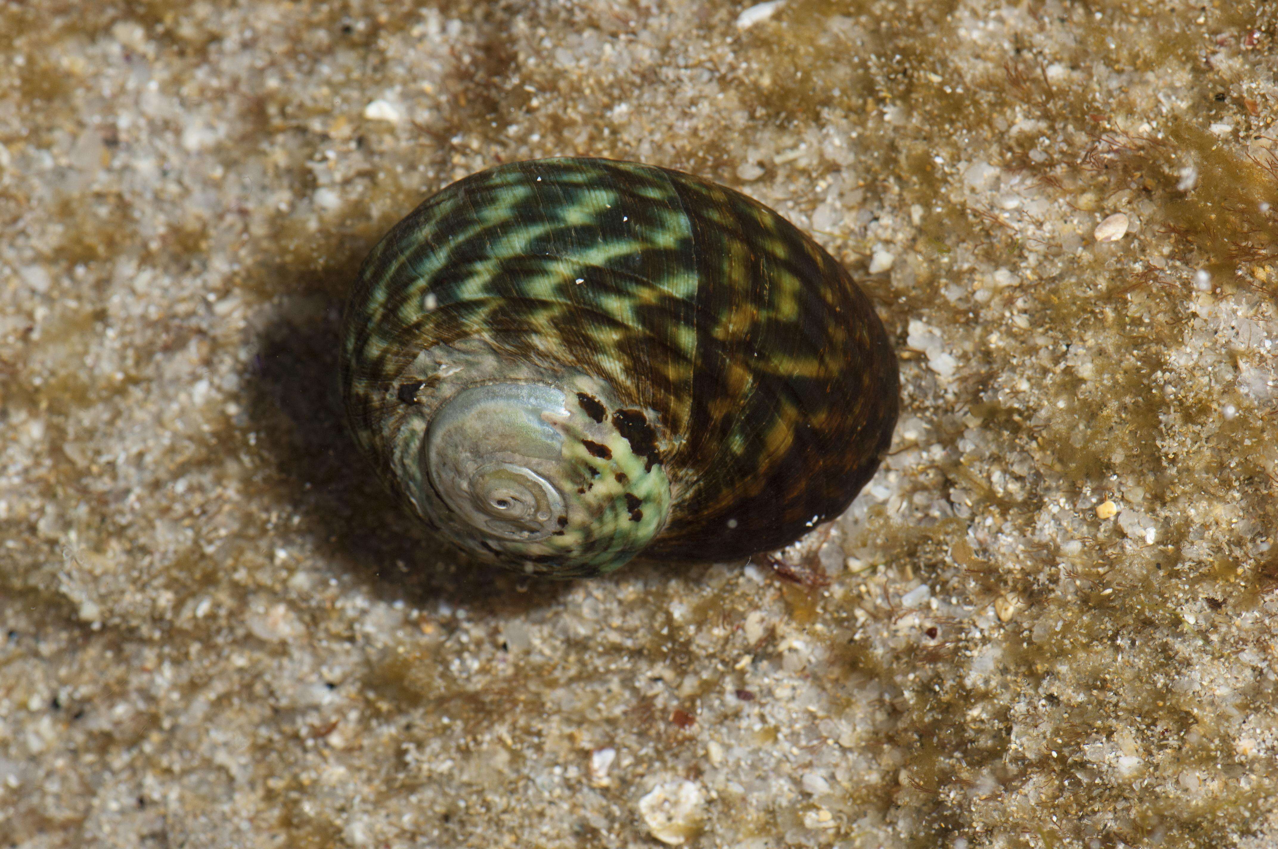 Image of turban snails