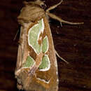 Image of green blotched moth