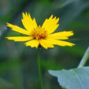 Coreopsis auriculata L.的圖片