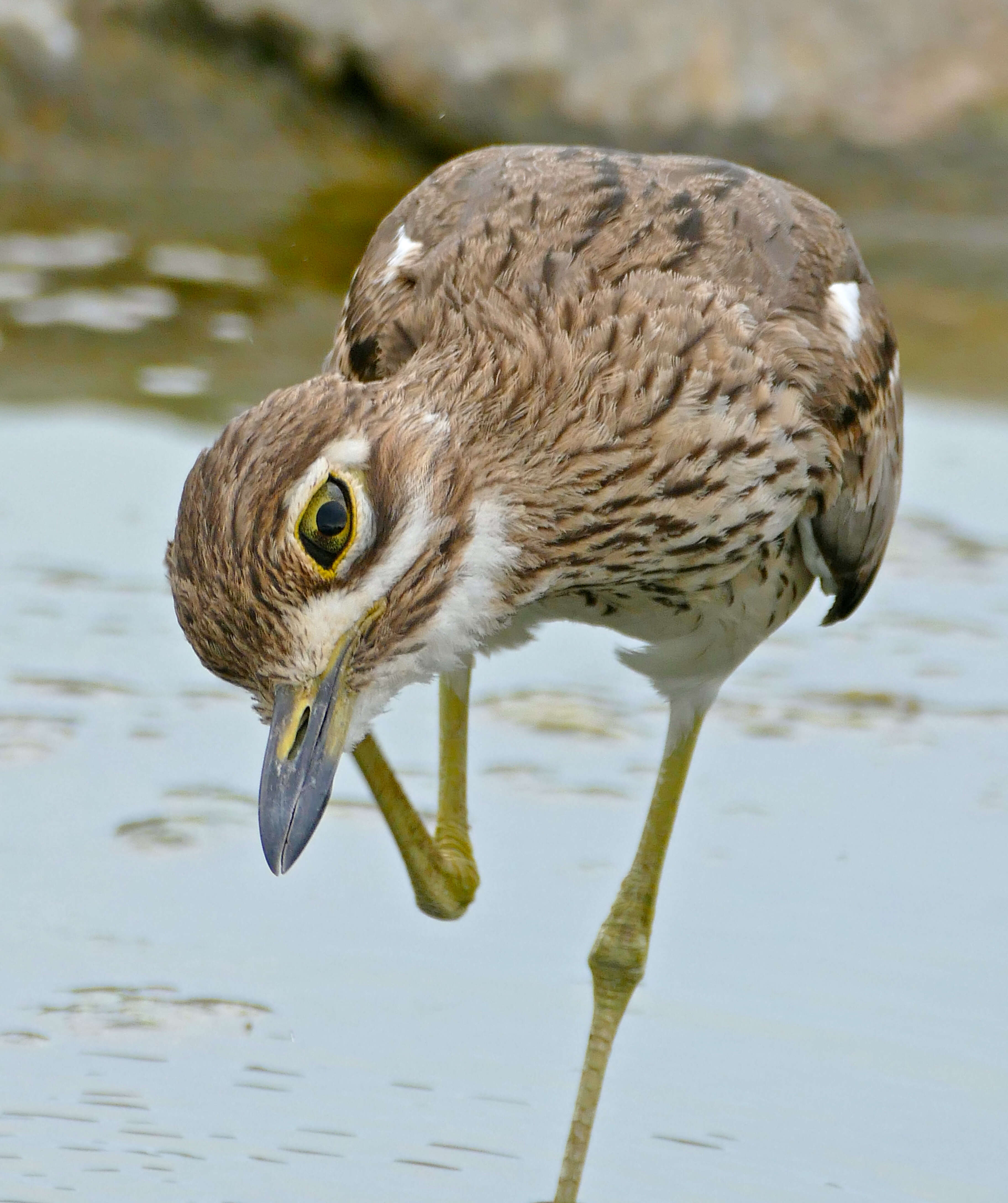 Image of Water Dikkop