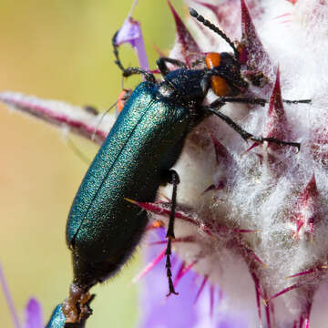 Слика од Lytta (Poreopasta) auriculata Horn 1870