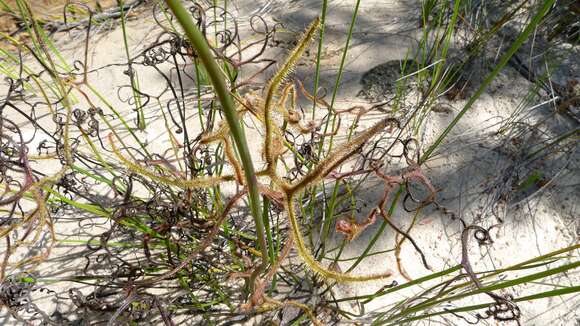 Image of Drosera binata Labill.