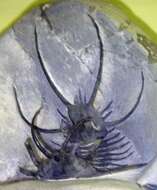 Image of trilobites