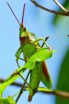 Plancia ëd Taphronota