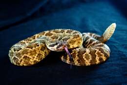 Crotalus oreganus Holbrook 1840 resmi