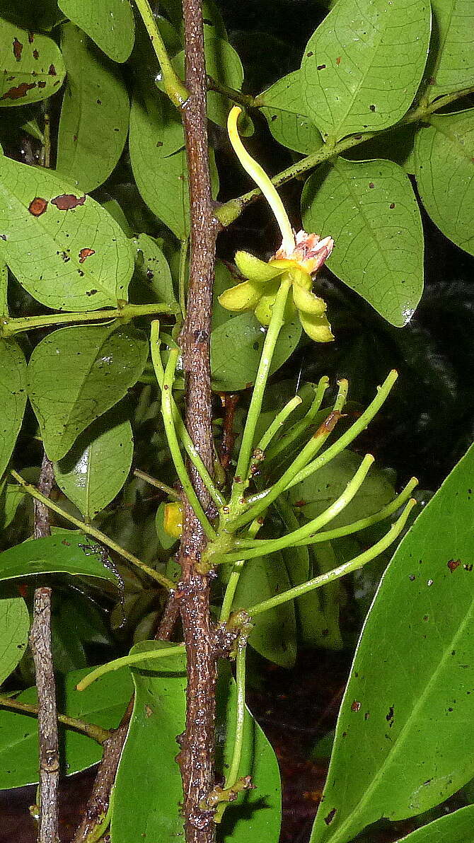 Image de Chamaecrista ensiformis (Vell.) H. S. Irwin & Barneby