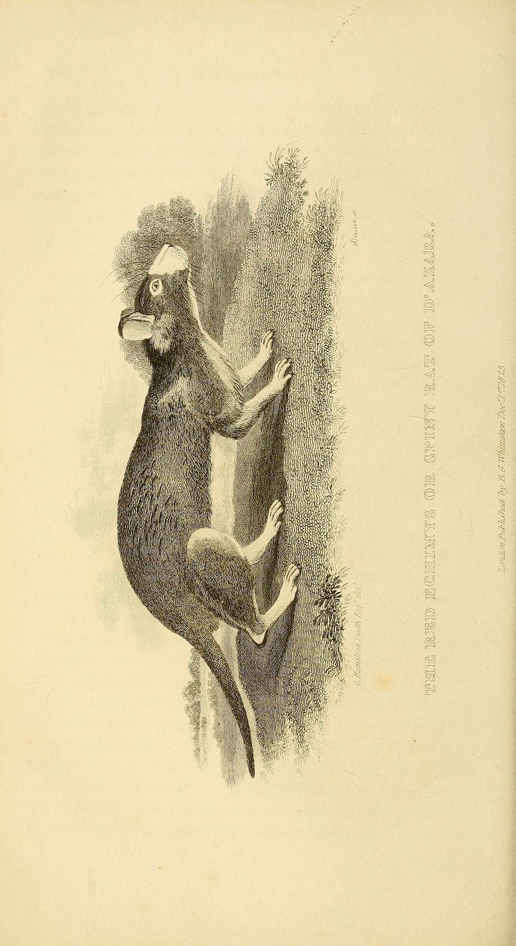 Image of Echimyinae Gray 1825