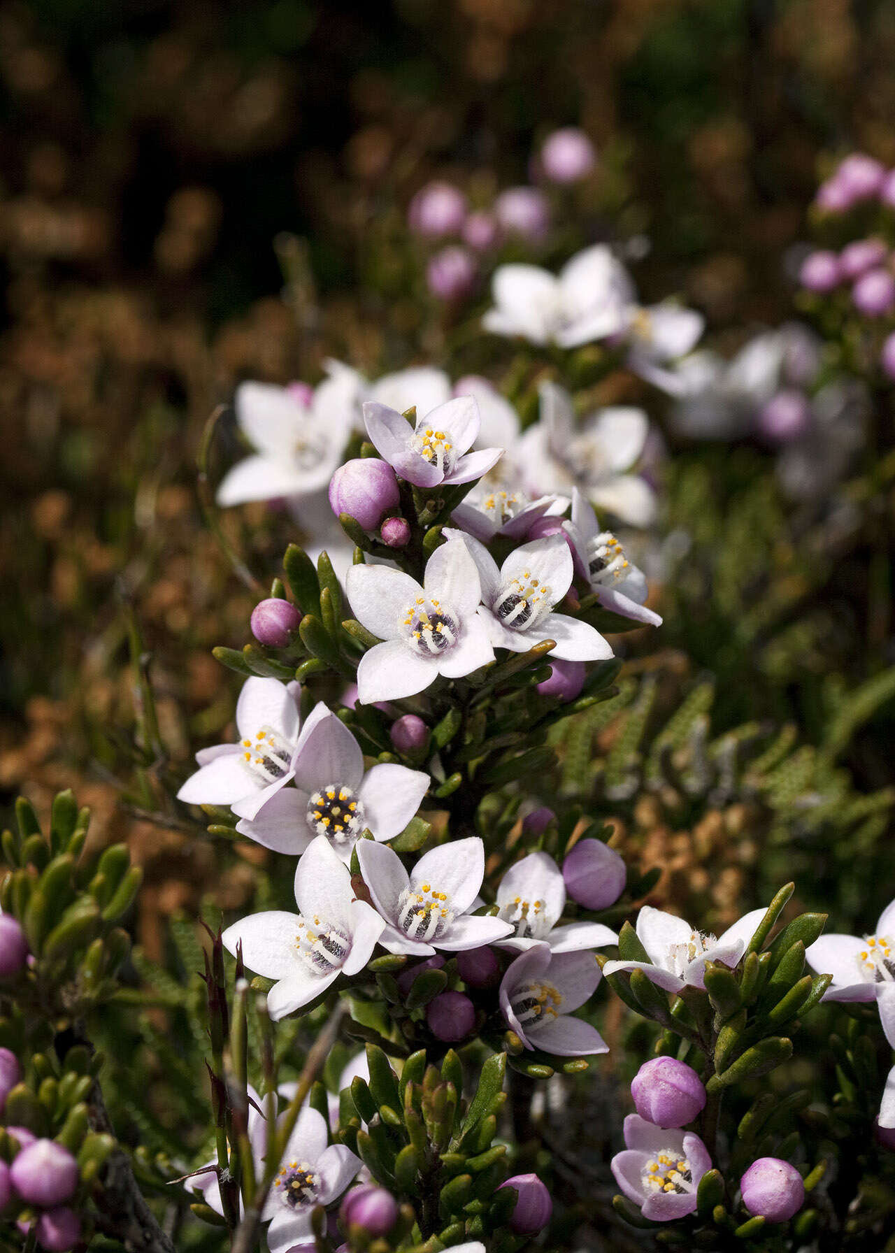 Boronia citriodora subsp. citriodora resmi