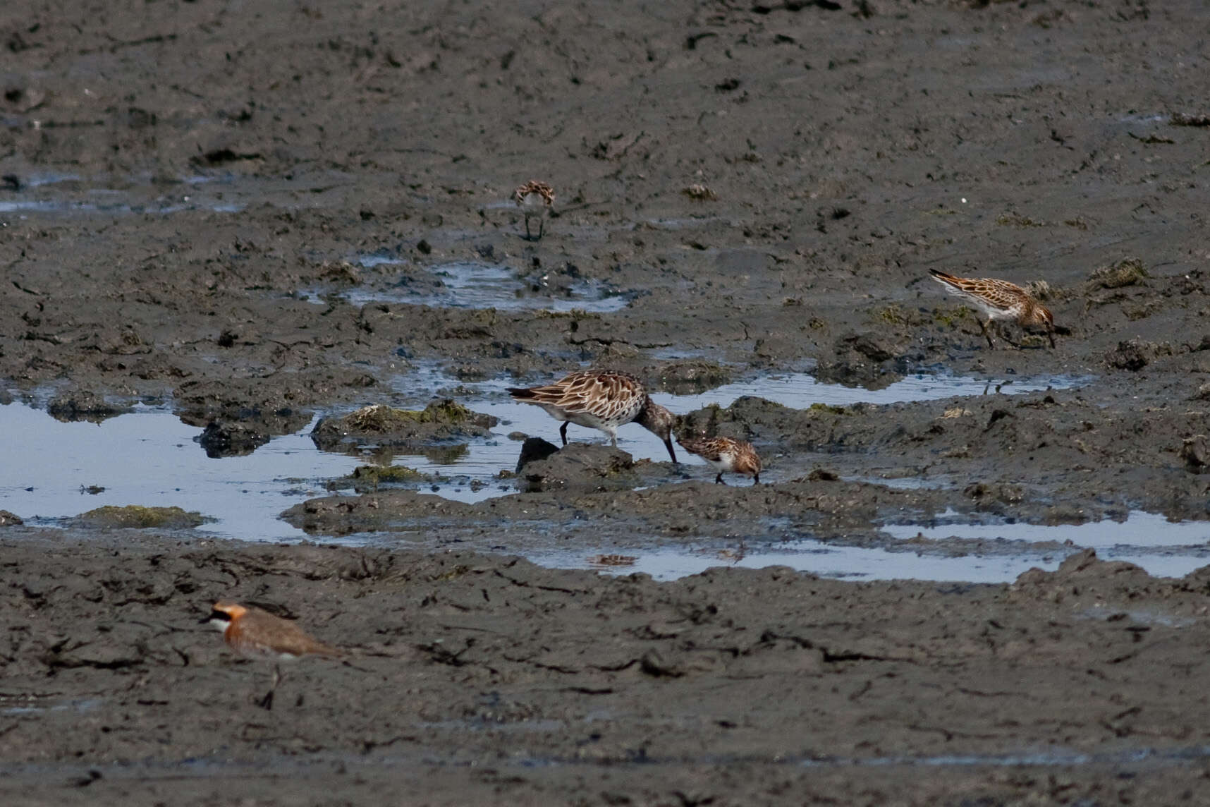 Image of Calidris Merrem 1804