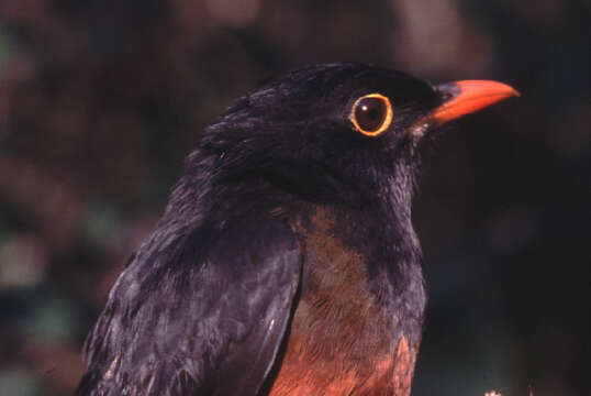 Imagem de Turdus swalesi (Wetmore 1927)