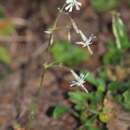 Image of Silene nutans subsp. nutans