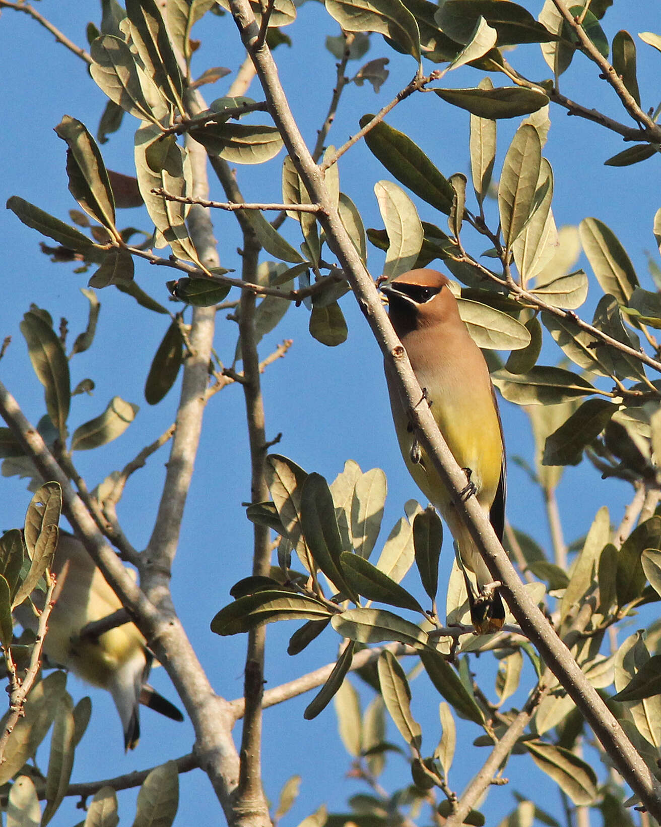 Image de Bombycilla Vieillot 1808