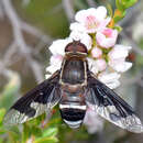 Image of Munjua erugata Lambkin & Yeates 2003