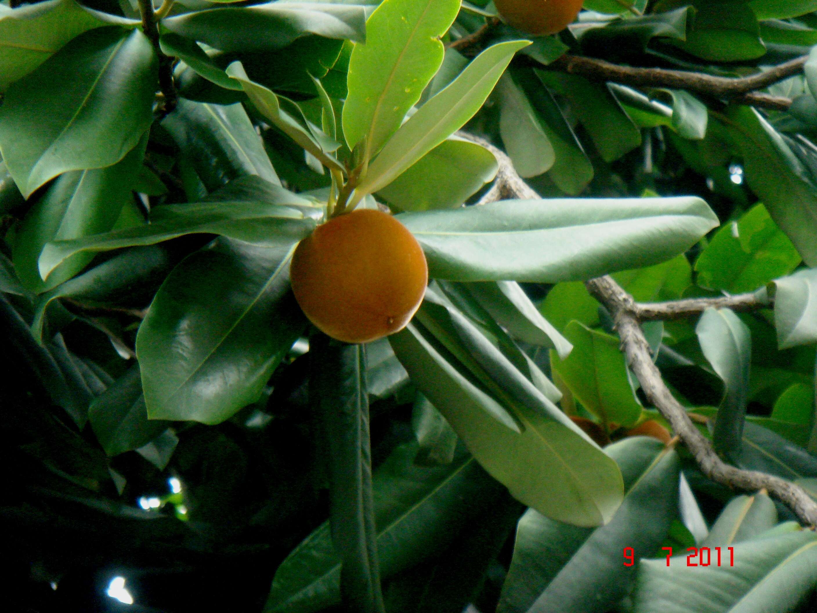 Image of Velvet-Apple