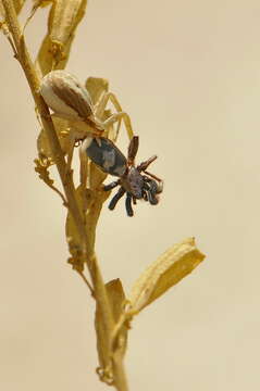 Image of Runcinia grammica (C. L. Koch 1837)