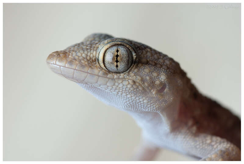 Image of American Wall Gecko