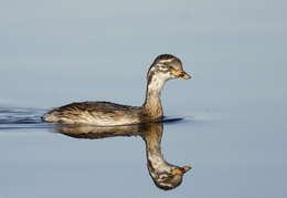 Image of Australasian Grebe